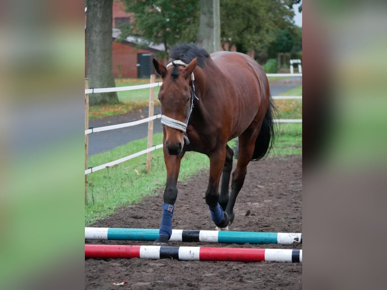Oldenburger Stute 12 Jahre 172 cm Dunkelfuchs in Osterwald