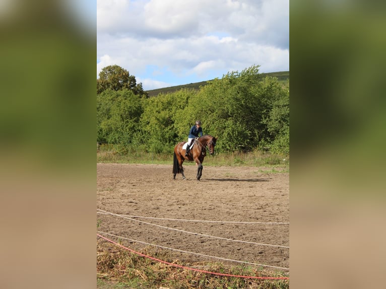 Oldenburger Stute 12 Jahre 175 cm Brauner in Zepernick