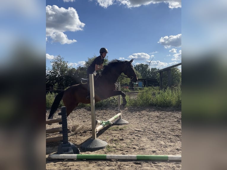 Oldenburger Stute 12 Jahre 175 cm Brauner in Zepernick