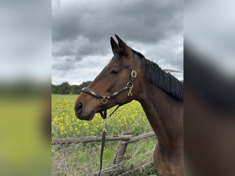 Oldenburger Stute 12 Jahre 175 cm Brauner in Zepernick