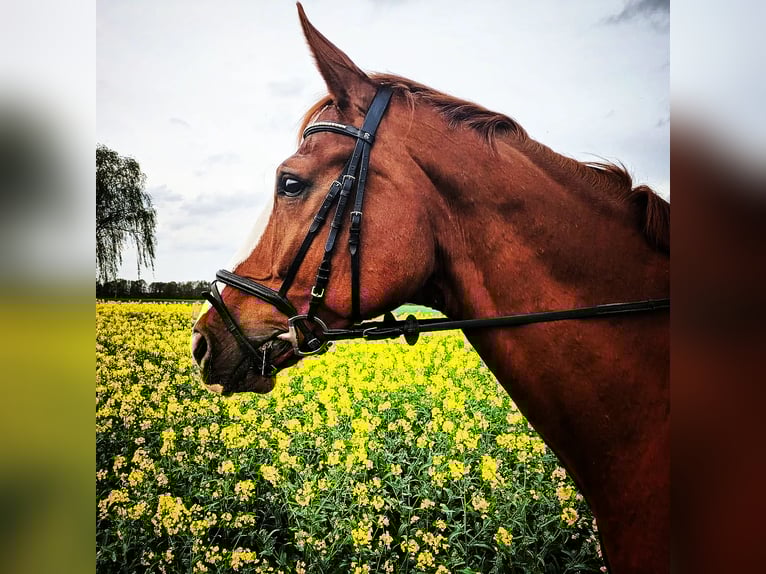 Oldenburger Stute 12 Jahre 176 cm Fuchs in Syke
