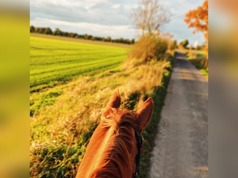 Oldenburger Stute 12 Jahre 176 cm Fuchs in Syke