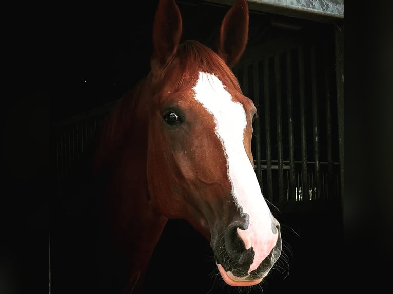 Oldenburger Stute 12 Jahre 176 cm Fuchs in Syke