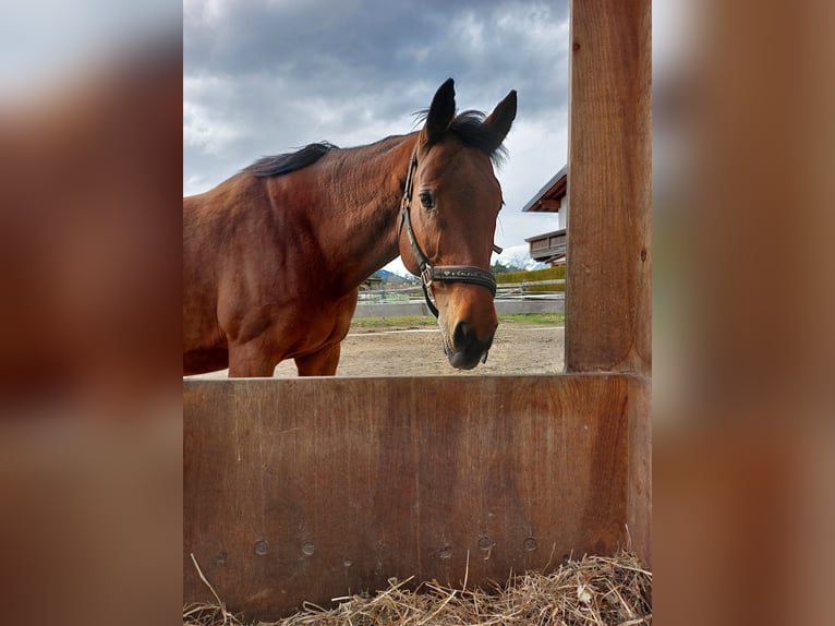 Oldenburger Stute 13 Jahre 158 cm Brauner in Axams (Omes)