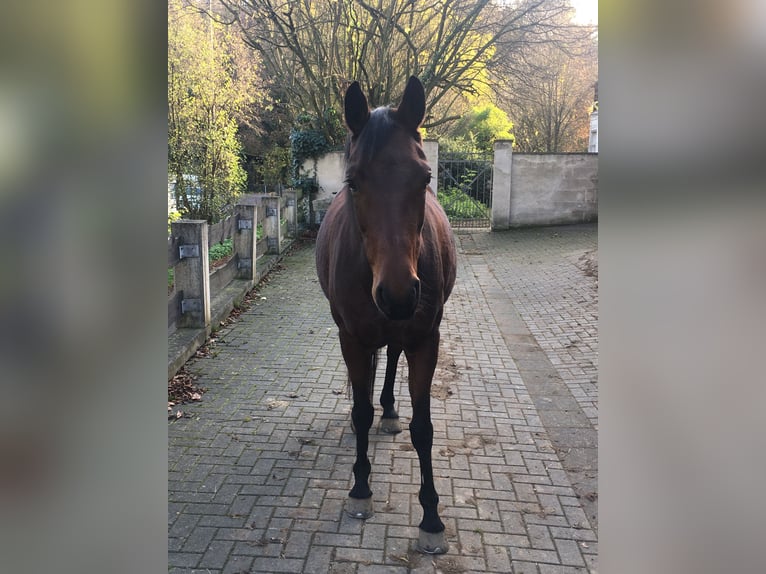 Oldenburger Stute 13 Jahre 158 cm Brauner in Neuwied