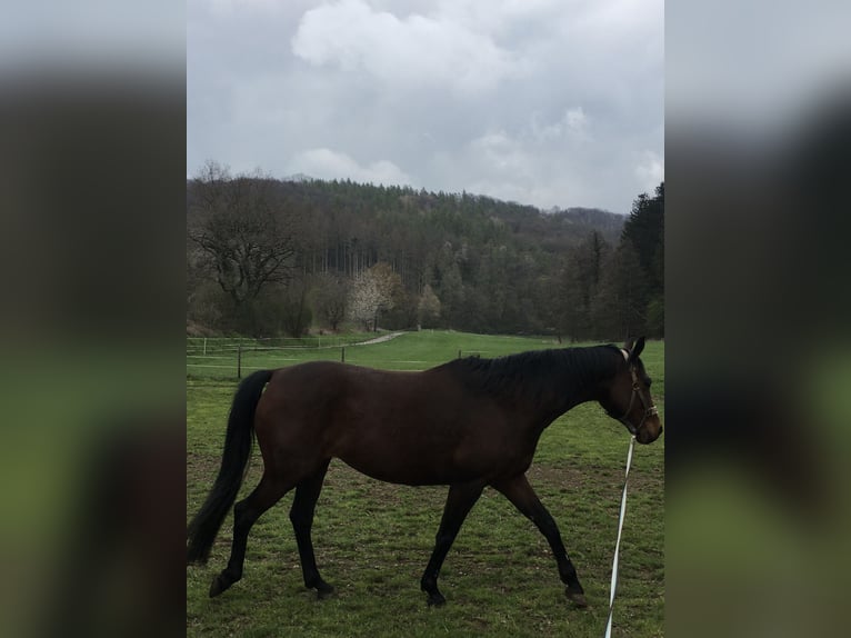 Oldenburger Stute 13 Jahre 158 cm Brauner in Neuwied