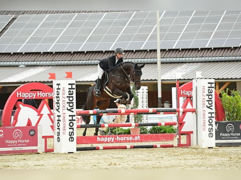 Oldenburger Stute 13 Jahre 160 cm Brauner in Stattegg