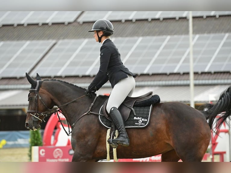 Oldenburger Stute 13 Jahre 160 cm Brauner in Stattegg