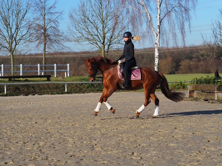 Oldenburger Stute 13 Jahre 162 cm Fuchs in WerneWerne