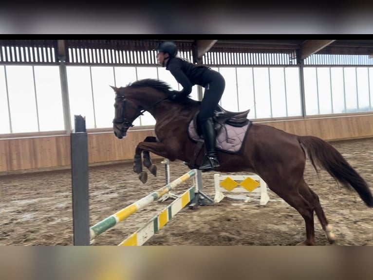 Oldenburger Stute 13 Jahre 162 cm Fuchs in WerneWerne