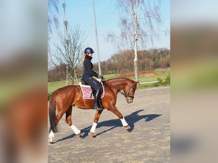 Oldenburger Stute 13 Jahre 162 cm Fuchs in WerneWerne