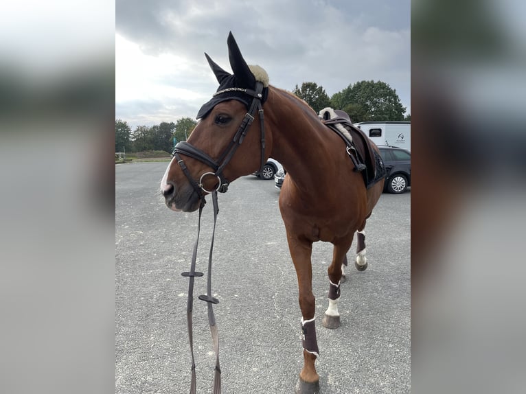 Oldenburger Stute 13 Jahre 163 cm Fuchs in Münster