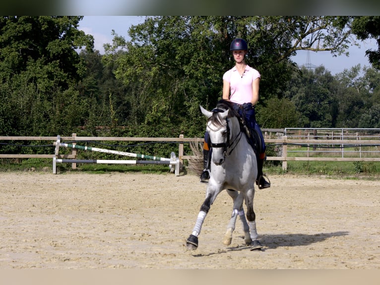 Oldenburger Stute 13 Jahre 164 cm Schimmel in Vechta