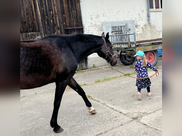 Oldenburger Stute 13 Jahre 164 cm Schwarzbrauner in Oebisfelde-Weferlingen