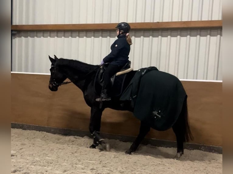 Oldenburger Stute 13 Jahre 164 cm Schwarzbrauner in Oebisfelde-Weferlingen