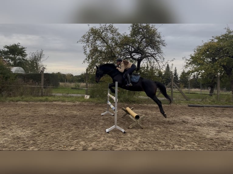 Oldenburger Stute 13 Jahre 164 cm Schwarzbrauner in Oebisfelde-Weferlingen