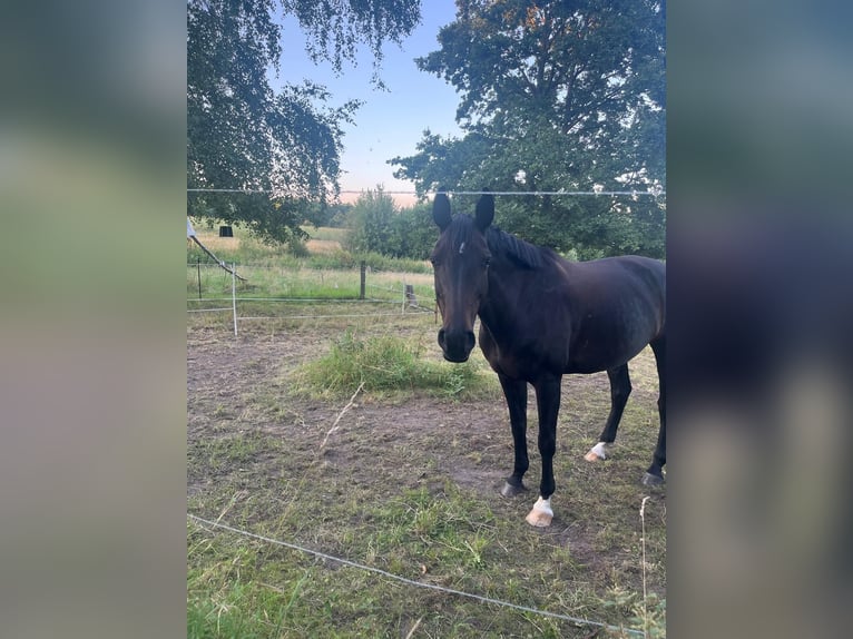 Oldenburger Stute 13 Jahre 164 cm Schwarzbrauner in Oebisfelde-Weferlingen