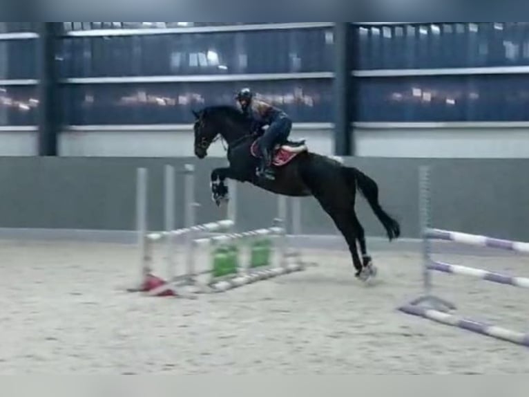 Oldenburger Stute 13 Jahre 164 cm Schwarzbrauner in Oebisfelde-Weferlingen