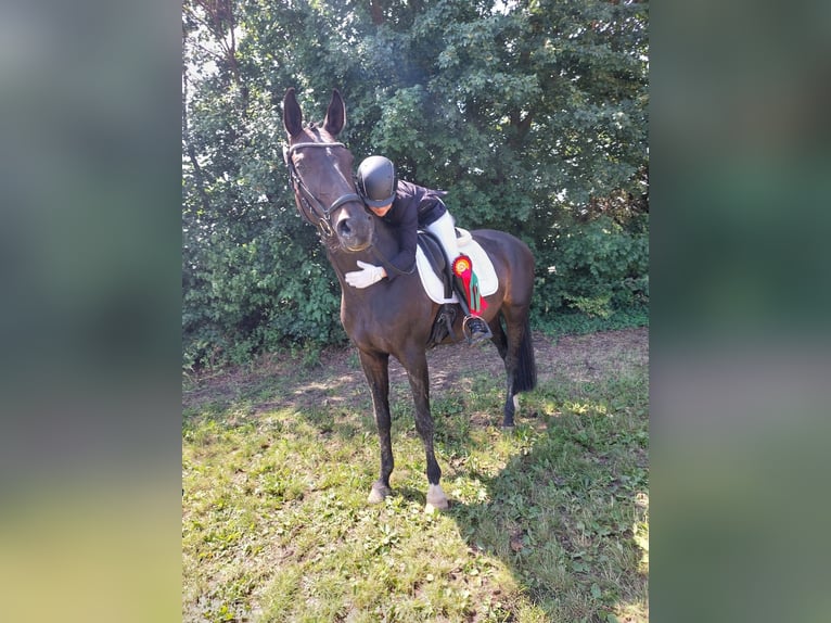 Oldenburger Stute 13 Jahre 164 cm Schwarzbrauner in Oebisfelde-Weferlingen