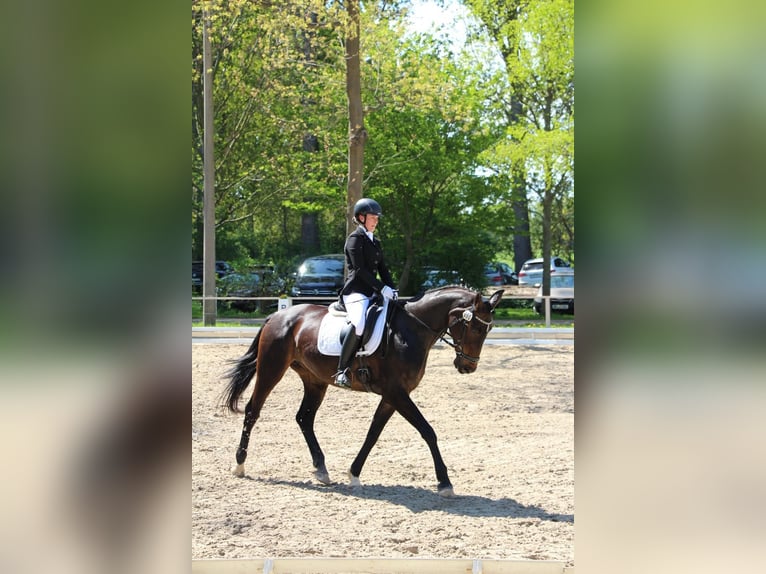 Oldenburger Stute 13 Jahre 164 cm Schwarzbrauner in Oebisfelde-Weferlingen