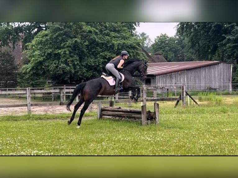 Oldenburger Stute 13 Jahre 164 cm Schwarzbrauner in Oebisfelde-Weferlingen