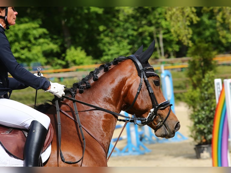 Oldenburger Stute 13 Jahre 165 cm Brauner in Wachtberg