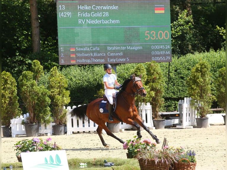 Oldenburger Stute 13 Jahre 165 cm Brauner in Wachtberg