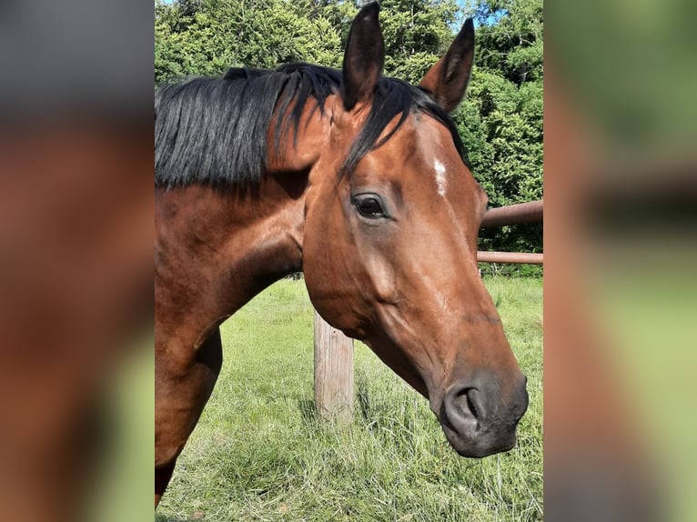 Oldenburger Stute 13 Jahre 165 cm Brauner in Nordenham