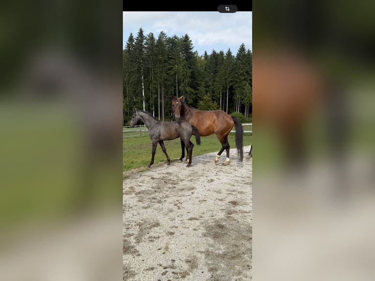 Oldenburger Stute 13 Jahre 165 cm Brauner in Gschwendt