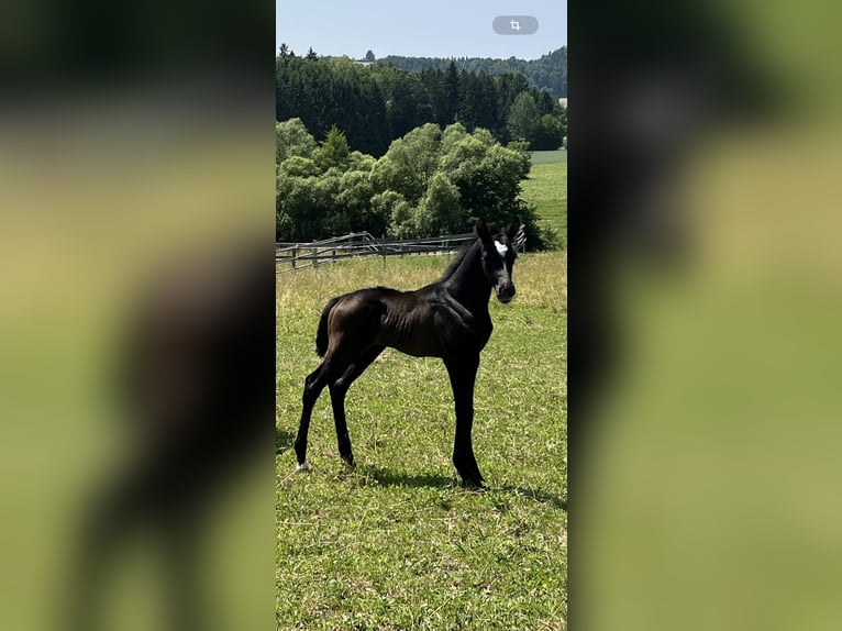Oldenburger Stute 13 Jahre 165 cm Brauner in Gschwendt