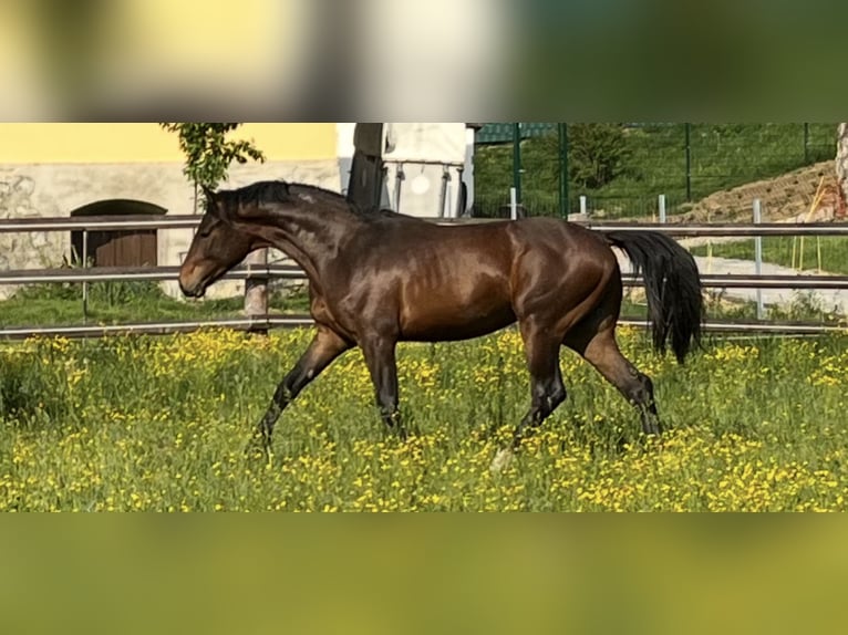 Oldenburger Stute 13 Jahre 165 cm Brauner in Gschwendt