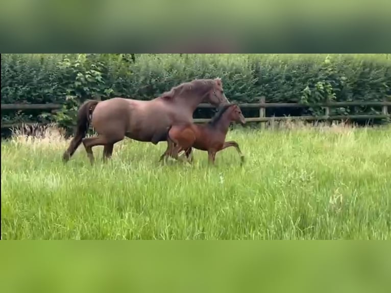 Oldenburger Stute 13 Jahre 165 cm Fuchs in Vechta