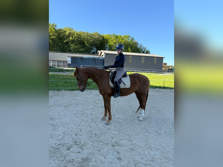 Oldenburger Stute 13 Jahre 165 cm Fuchs in Rösrath