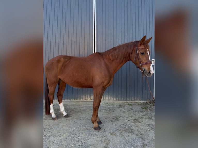 Oldenburger Stute 13 Jahre 165 cm Fuchs in Rösrath