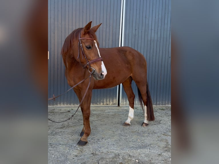 Oldenburger Stute 13 Jahre 165 cm Fuchs in Rösrath