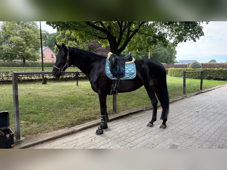 Oldenburger Stute 13 Jahre 165 cm Schwarzbrauner in Bottrop