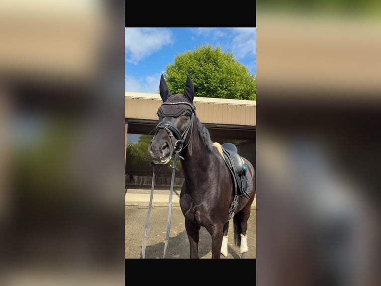 Oldenburger Stute 13 Jahre 165 cm Schwarzbrauner in Bottrop
