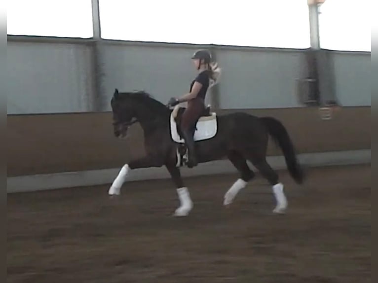 Oldenburger Stute 13 Jahre 166 cm Schwarzbrauner in Dorsten Oldenburger Stute 13 Jahre 166 cm Schwarzbrauner in Dorsten