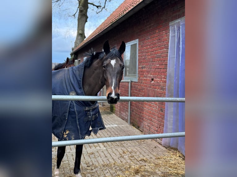 Oldenburger Stute 13 Jahre 167 cm Dunkelbrauner in Dorsten