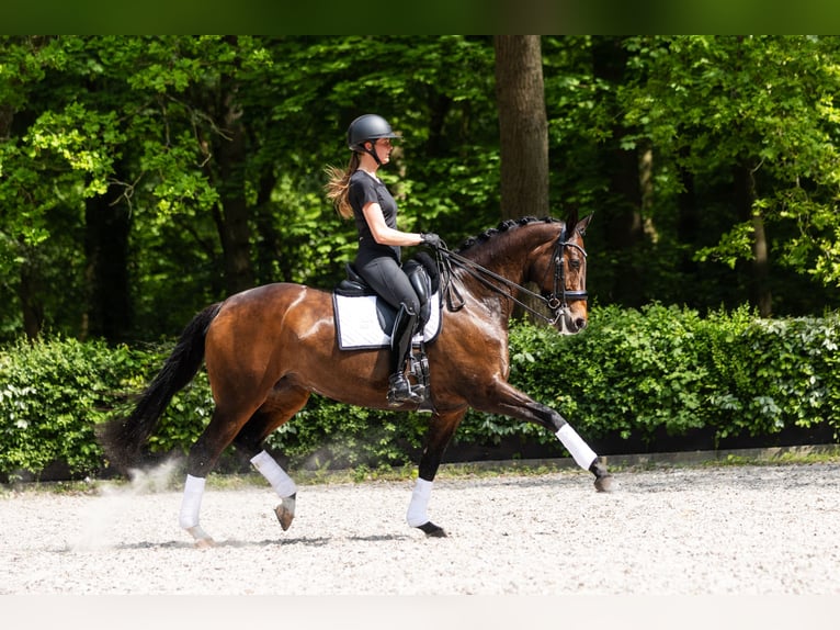 Oldenburger Stute 13 Jahre 167 cm Dunkelbrauner in Vlaardingen