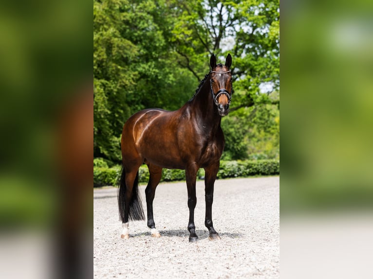 Oldenburger Stute 13 Jahre 167 cm Dunkelbrauner in Vlaardingen