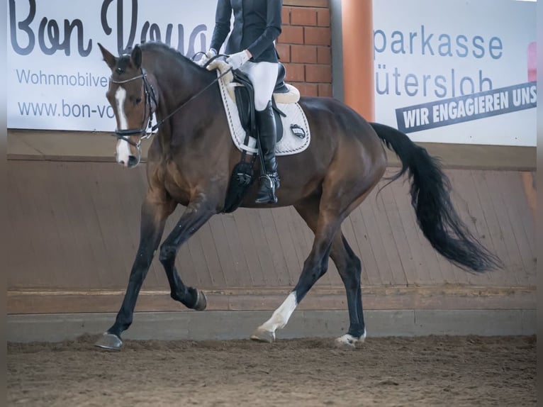 Oldenburger Stute 13 Jahre 168 cm Dunkelbrauner in Steinhagen