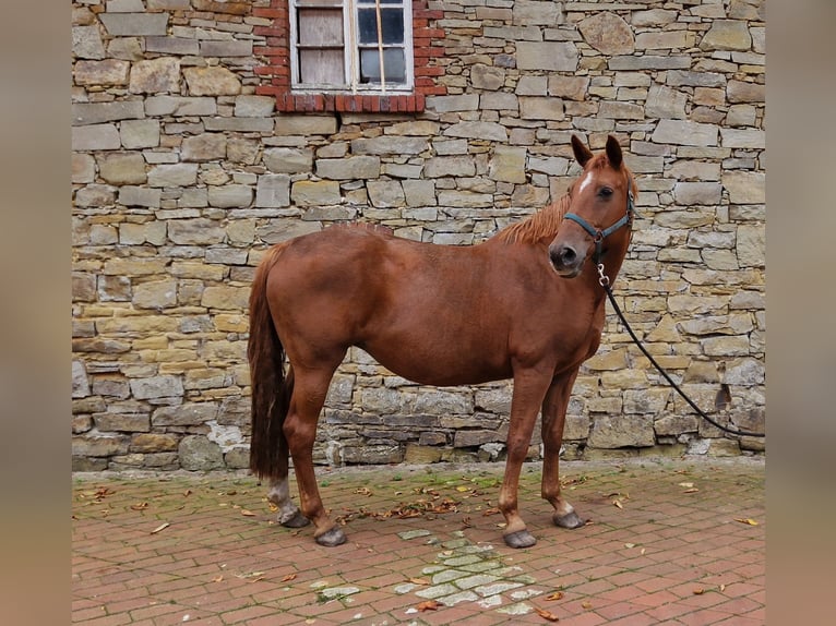 Oldenburger Stute 13 Jahre 168 cm Fuchs in Bramsche Oldenburger Stute 13 Jahre 168 cm Fuchs in Bramsche