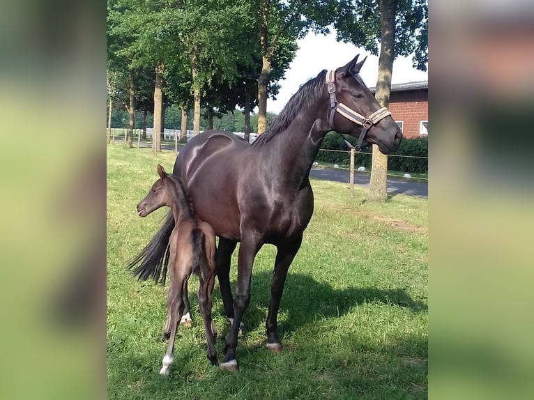 Oldenburger Stute 13 Jahre 168 cm Rappe in Hopsten