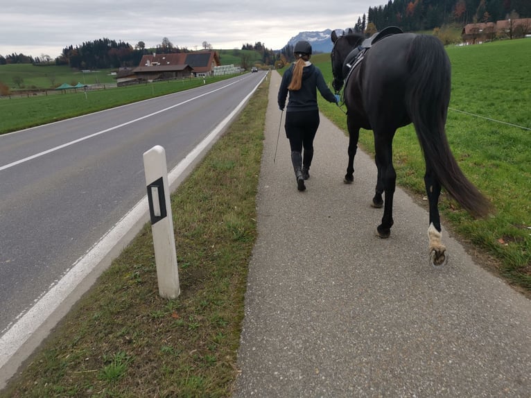 Oldenburger Stute 13 Jahre 169 cm Schwarzbrauner in Wolhusen