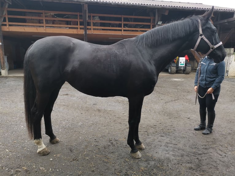 Oldenburger Stute 13 Jahre 169 cm Schwarzbrauner in Wolhusen
