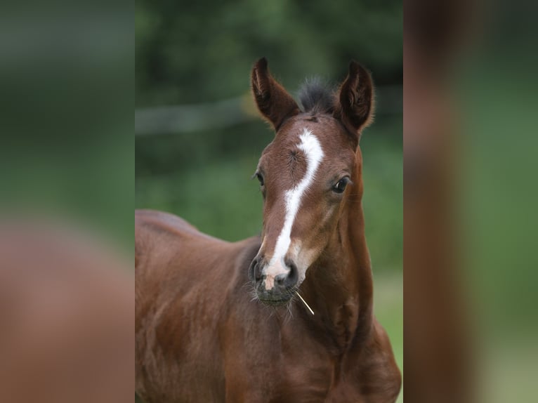 Oldenburger Stute 13 Jahre 169 cm Schwarzbrauner in Blomberg