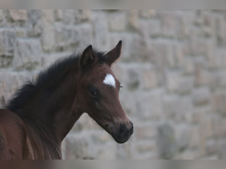 Oldenburger Stute 13 Jahre 169 cm Schwarzbrauner in Blomberg