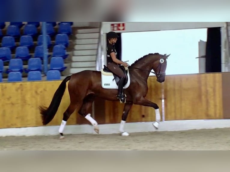 Oldenburger Stute 13 Jahre 170 cm Brauner in Vechta