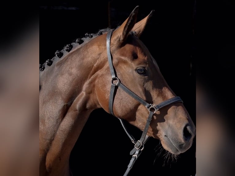 Oldenburger Stute 13 Jahre 170 cm Brauner in Mücke/Höckersdorf